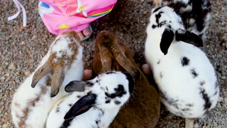 rabbits being fed at a market in bangkok