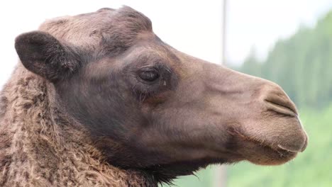 the reindeer rehabilitation farm is one of the largest species of deer the reindeer rehabilitation farm is one of the largest species of deer forest animals of eurasia