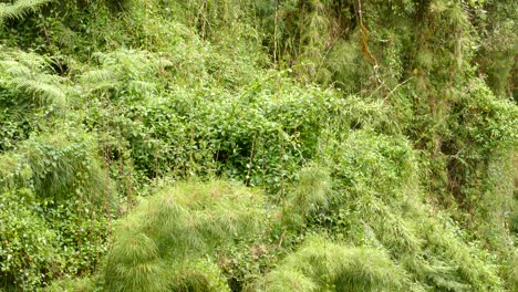 birds jumping on twigs in green forests