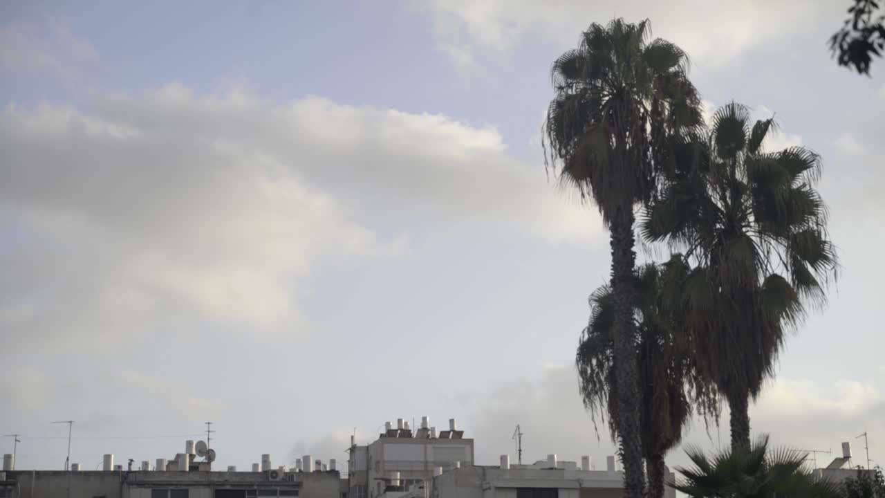 Palme in una strada di Tel Aviv, Israele, al tramonto