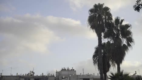 palm trees in the street of tel aviv, israel during sunset