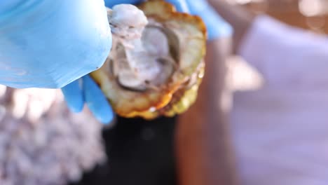 semillas de cacao de la vaina de cacao