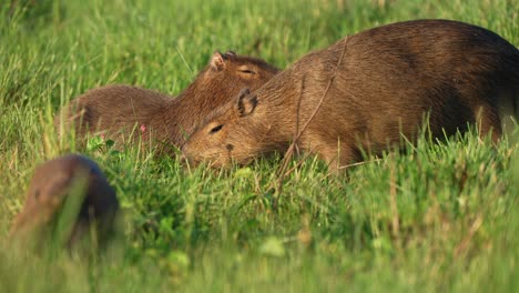 group of capybaras grazing close together in tall grass, filmed in parque nacional ibera, corrientes, argentina