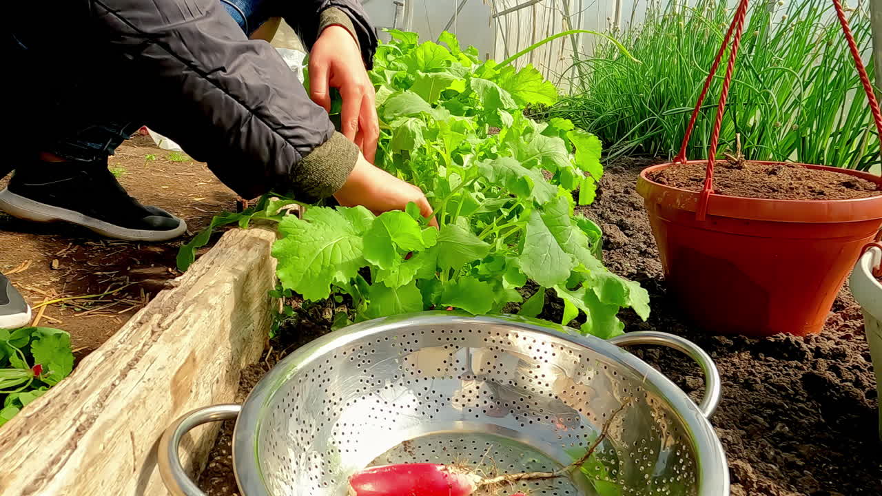 mujer arranca la raíz vegetal del bulbo rojo de los racimos de hojas verdes cavando en la tierra en el jardín