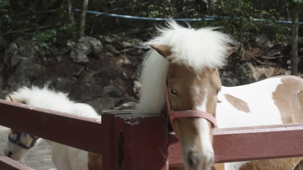 un primer plano de la cabeza de un pony shetland mirando por encima de una cerca de madera en un zoológico de mascotas