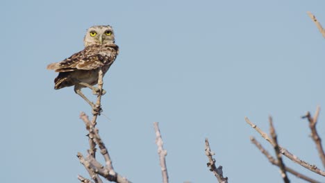 burrowing owl perched atop tree branch in windy conditions looking around