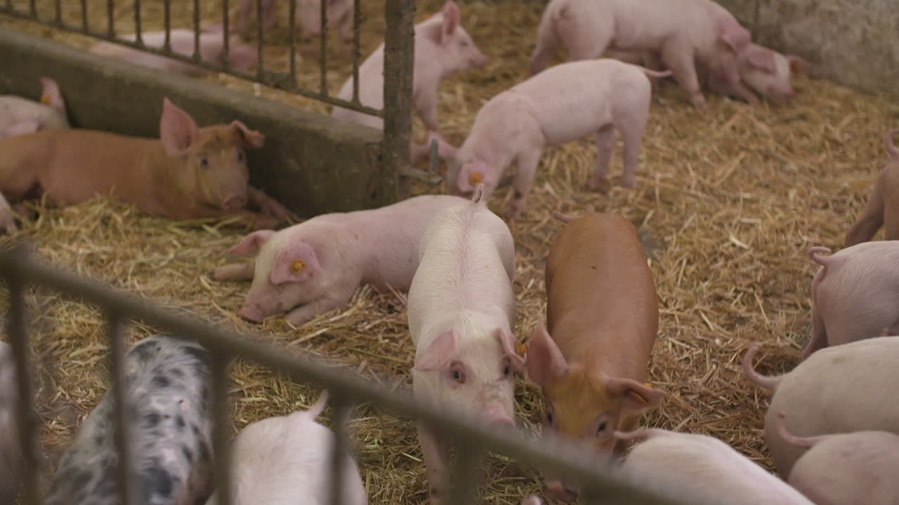 축산 농장의 새끼 돼지 21