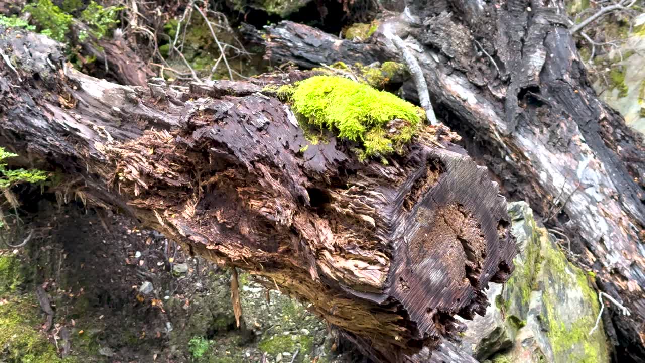 Close-up of vibrant moss on a fallen log in a lush forest setting. Natural lighting highlights the textures and colors