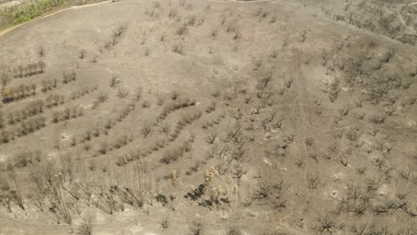 flying over barren terrain with bare trees on mountain forest after bushfire in portugal