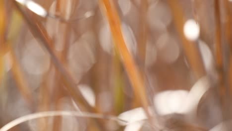 autumnal natural bokeh background or backdrop, fall autumn season graphic object