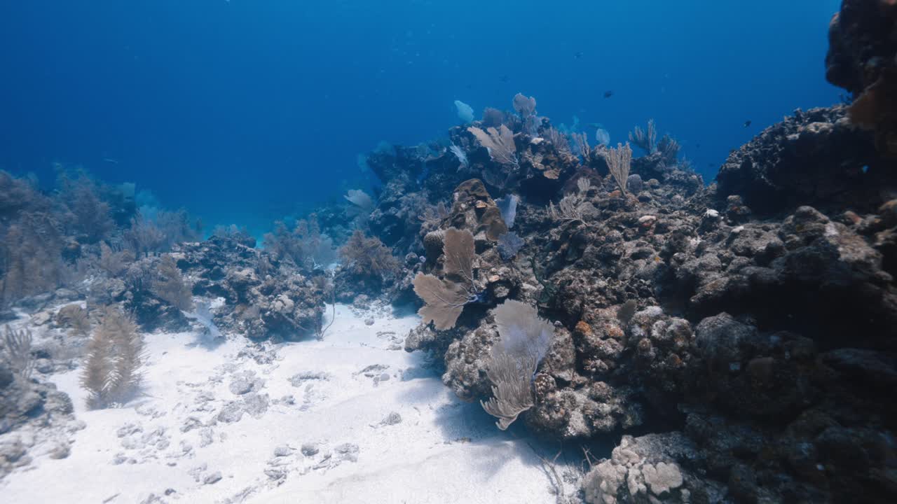 Vibrant Coral Reef Full of Marine Life — Detailed Underwater Landscape Showcasing Colorful Corals, Textures, and Natural Ocean Beauty — Captured in Crisp 4K 60 FPS for Premium Stock Footage