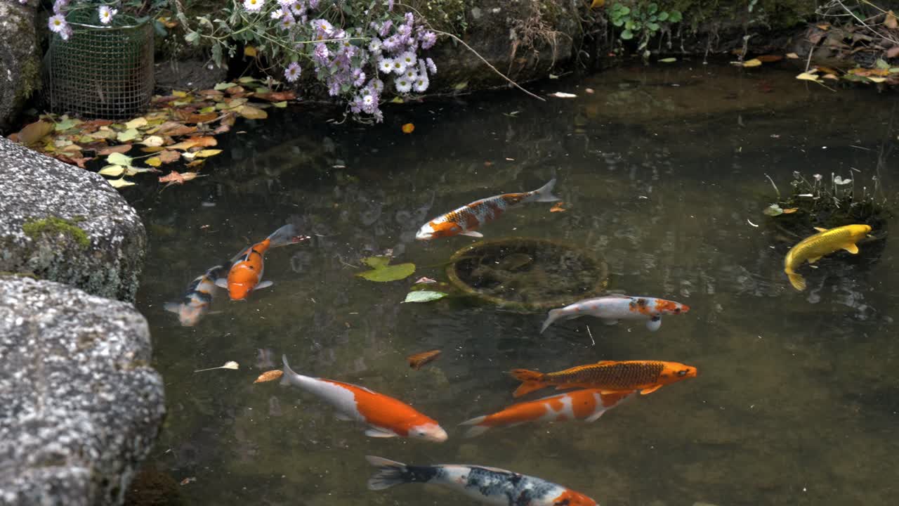 A vibrant stock video of colorful Japanese koi fish gracefully swimming in a peaceful garden pond.