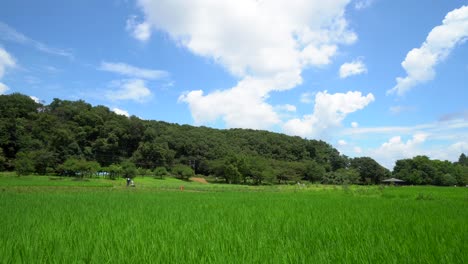 kitayama park in tokyo, japan has lush greenery and a beautiful large rice field