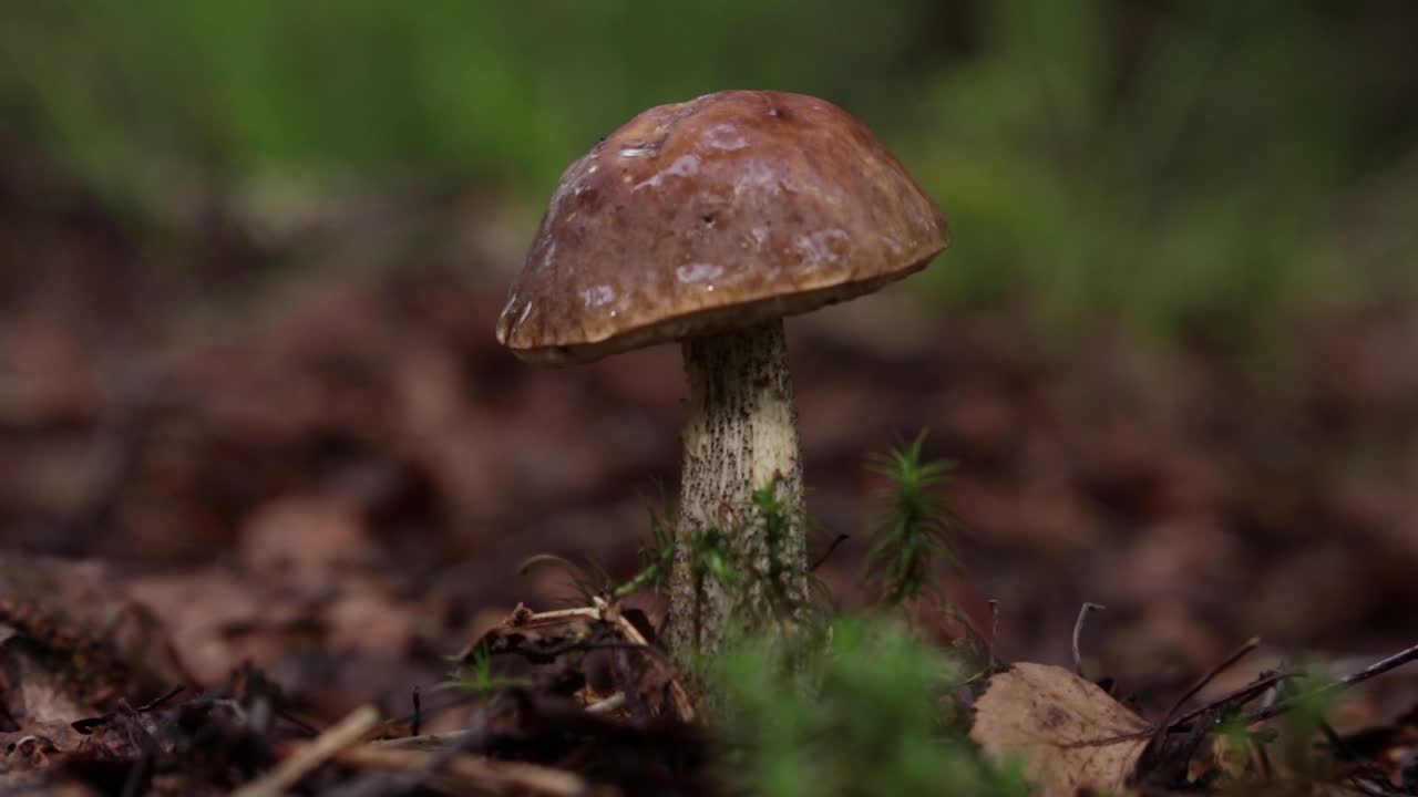 Mushroom of Leccinum family growing isolated inside a forest during early summer in Sweden