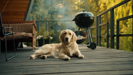 A-large-dog-of-light-coloring-poses-at-a-picnic-against-the-backdrop-of-a-green-forest.-Rest-in-a-country-house,-picnic-with-pets