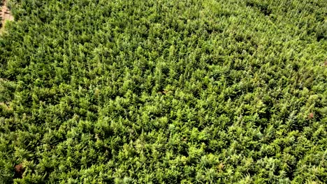 visión del avión no tripulado- áfrica bosque- áfrica incendio de matorrales