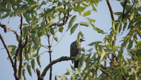 Common-starling-sit-on-branch-and-look-around