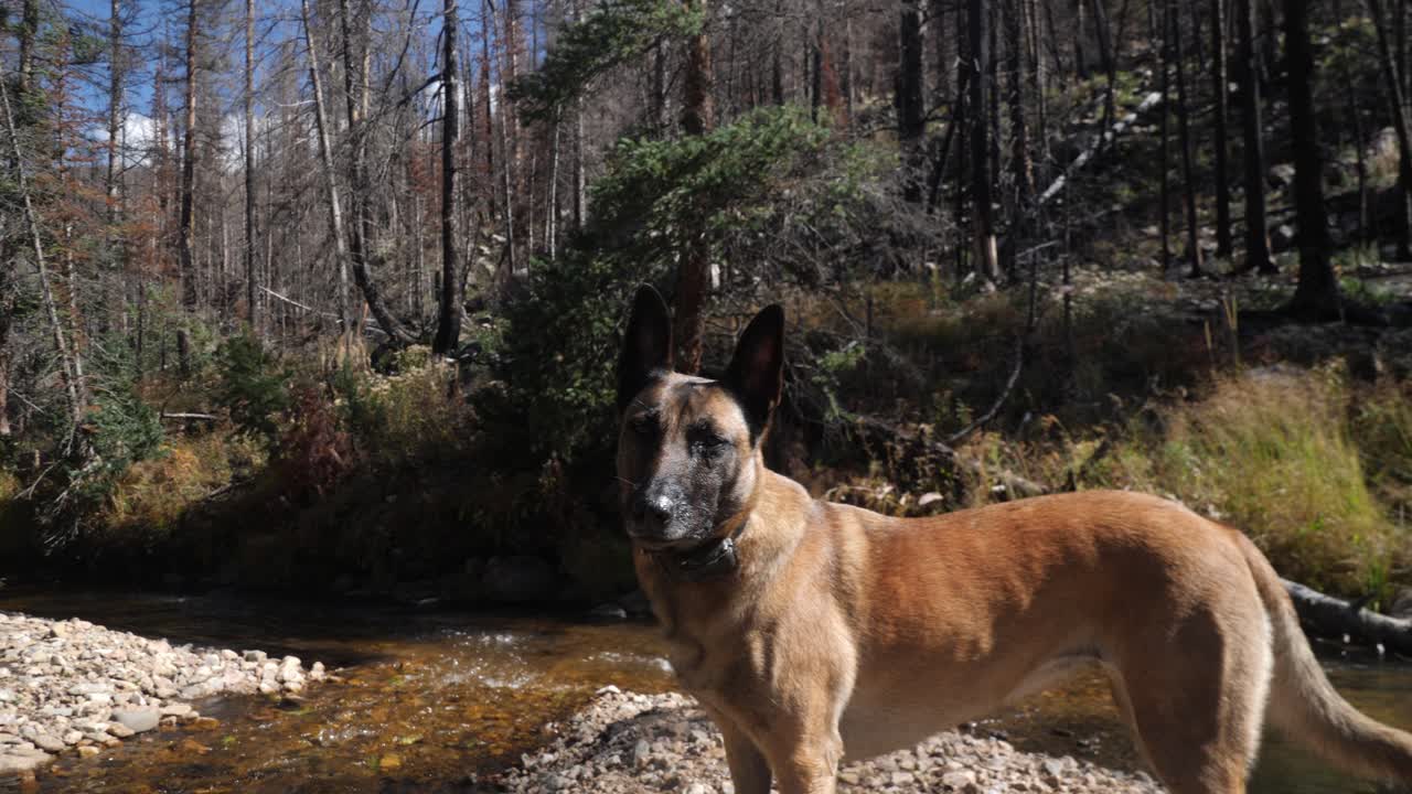 mano de un perro disfrutando del sol cerca de dos arroyos que se unen en el bosque de montaña