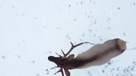 elk-bull-overhead-walking-in-the-snow