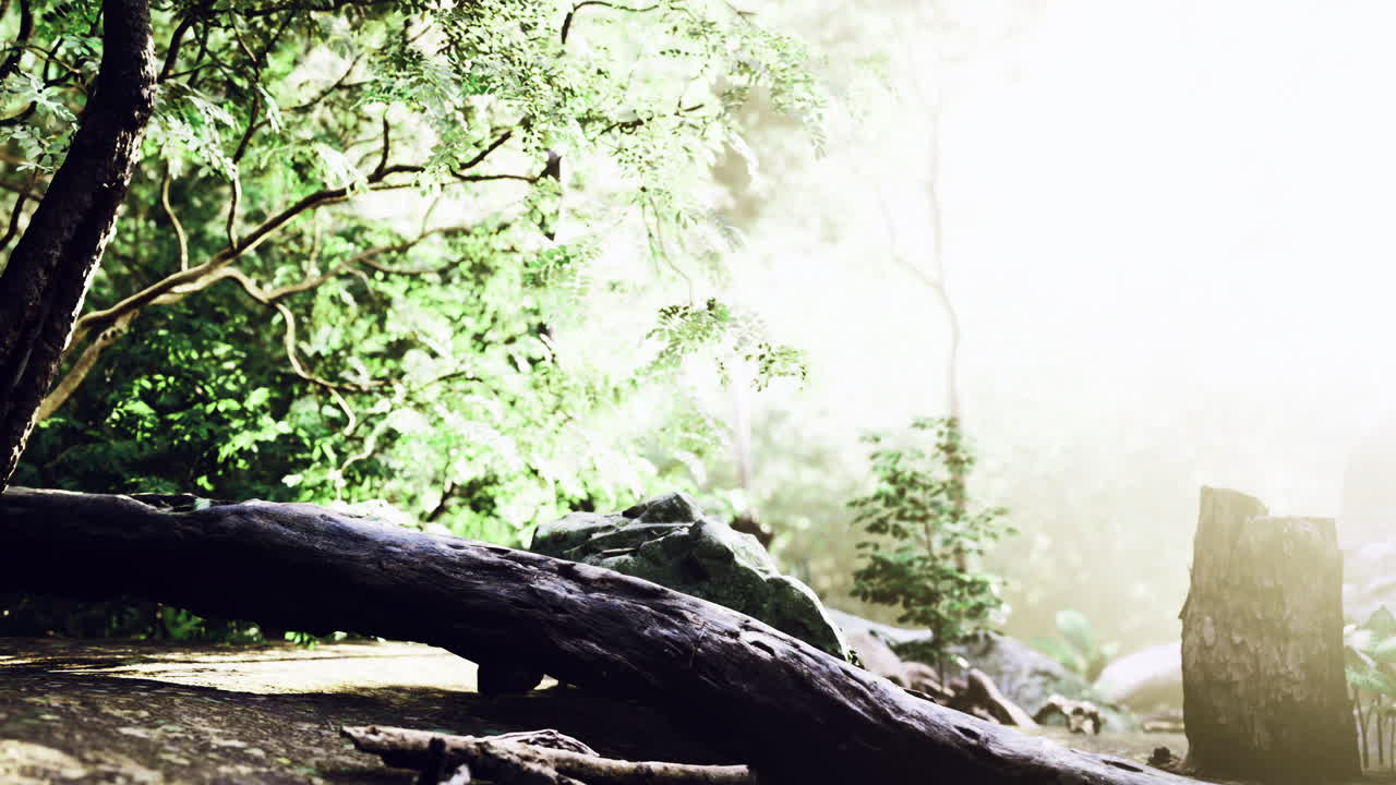 조용 한 숲 에서 나무 를 가로질러 는 빛