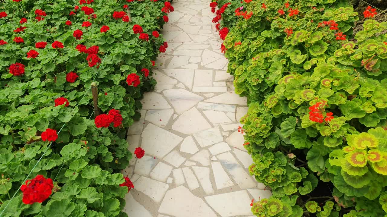 카메론 하이랜드 말레이시아의 아름다운 꽃과 풀