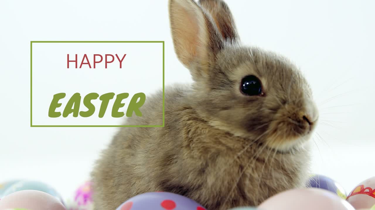Thin green line appearing, starting box showing HAPPY EASTER, rabbit turning head, camera zooming