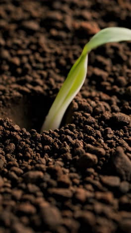new life emerging