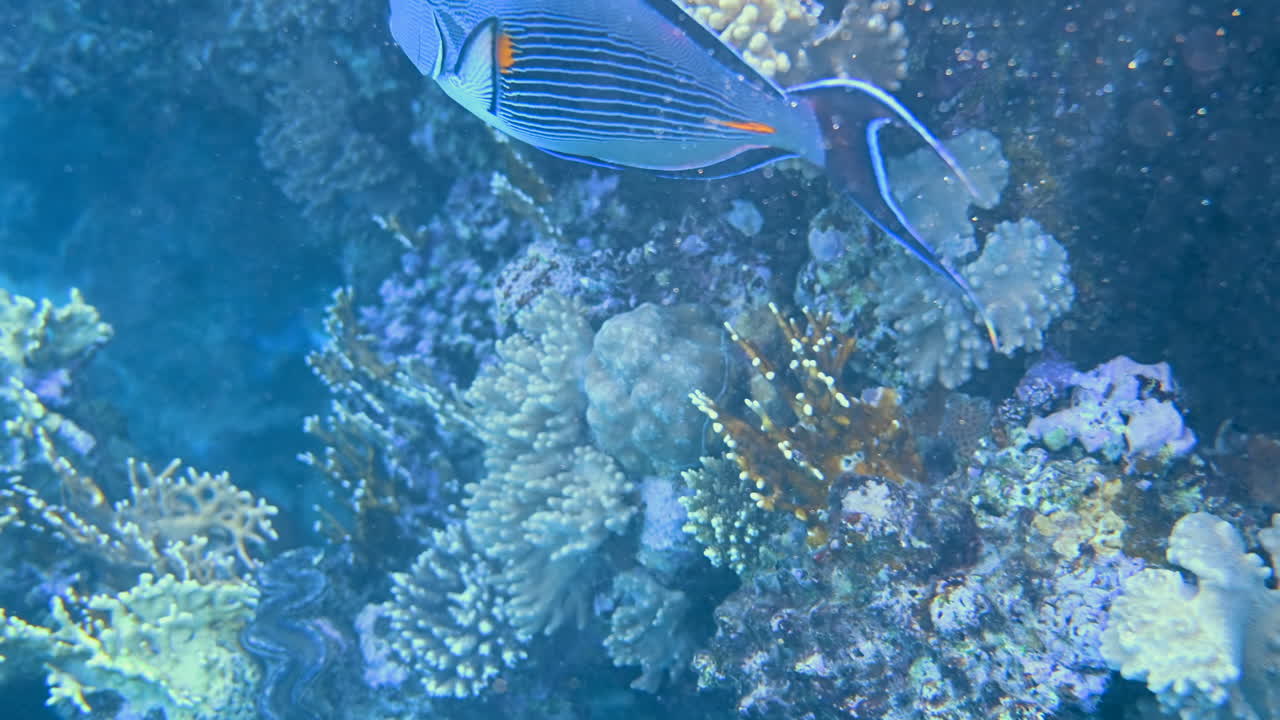 Close up of a Sohal surgeonfish swimming near a coral reef