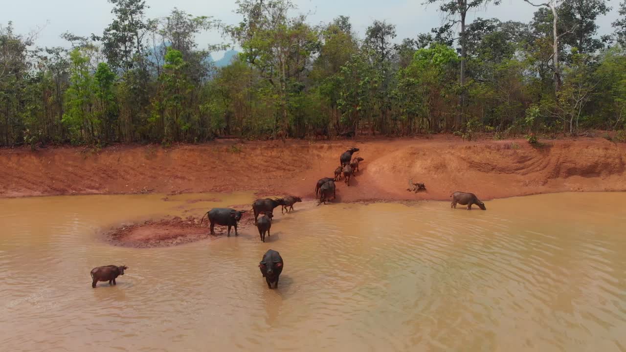 Vannbøffel i Thakhek i dam ved solnedgang, Laos