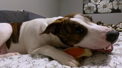 pit bull puppy playing with chew toy bone