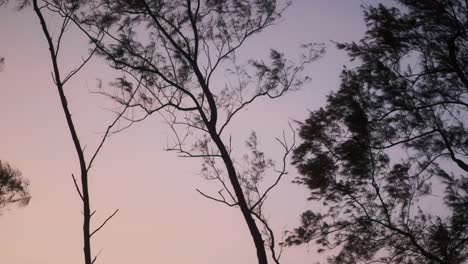 Dünne-Baumsilhouetten-Bei-Sonnenuntergang