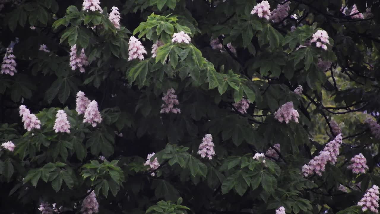 키 큰 푸른 나무에 폭우