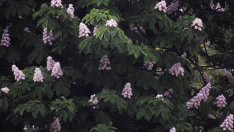 fuertes lluvias sobre altos árboles verdes