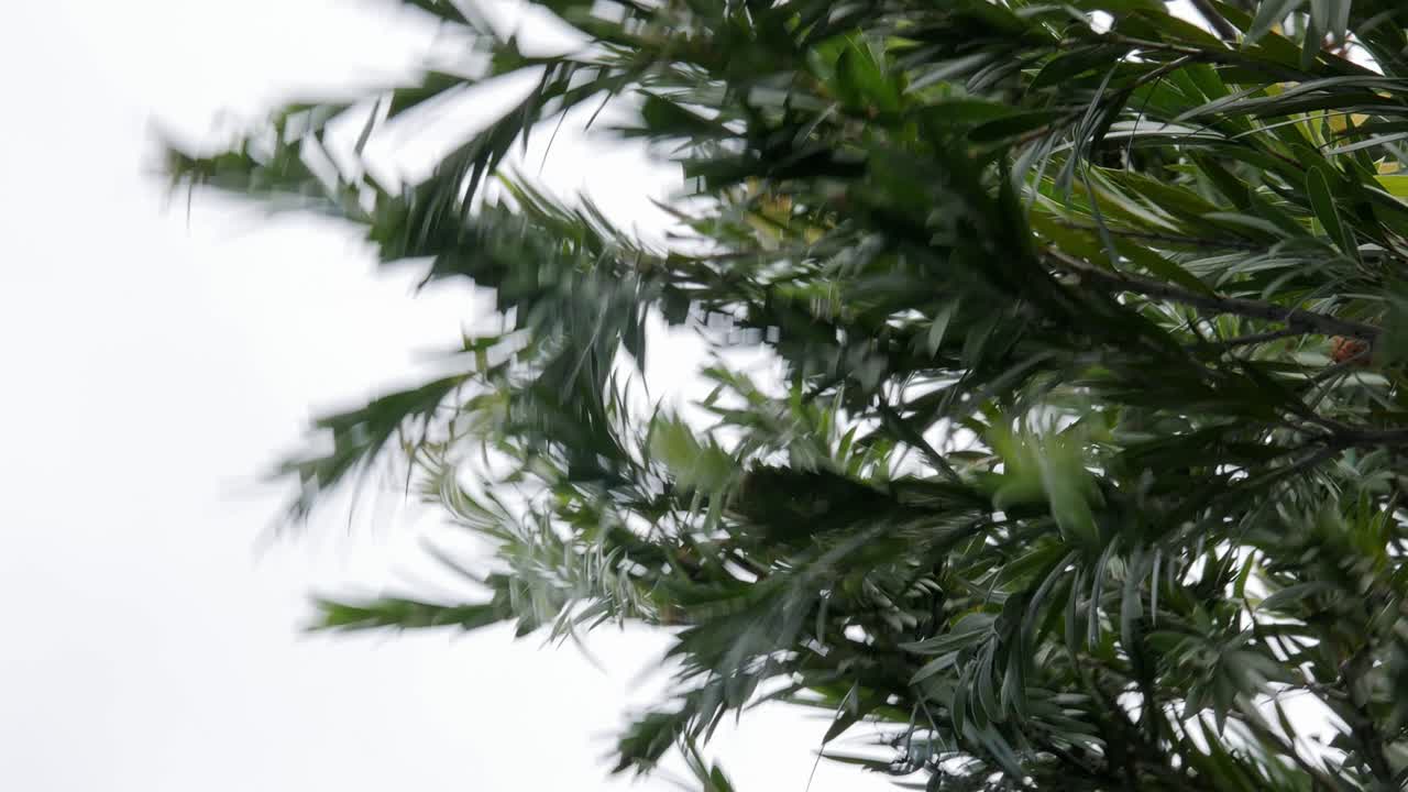 Foglie degli alberi che sbattono al vento, retroilluminate