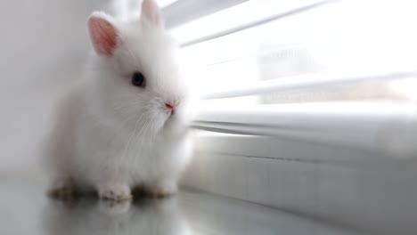 cute white fluffy bunny