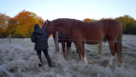 kid is feeding 3 horses on a frosty field in the forest