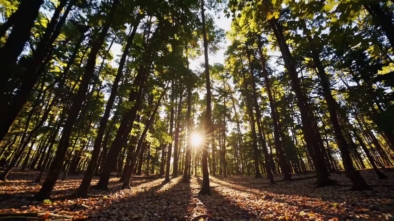 A serene forest video with sunlight streaming through tall trees
