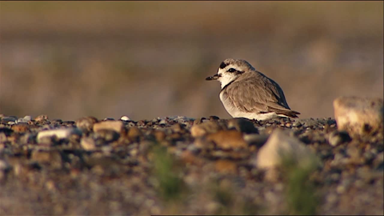 el chorlito nevado (charadrius alexandrinus) sobre una superficie pedregosa también acicalándose y ejecutando 2013