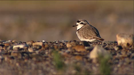 snowy plover (charadrius alexandrinus) on stony surface also grooming then running 2013