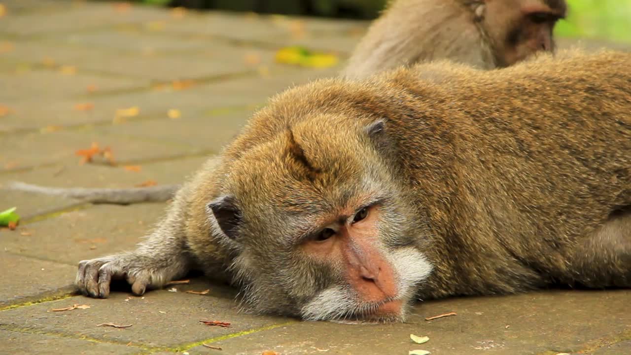 우붓 원숭이 숲에서 쉬고 있는 졸린 발리 원숭이의 초상화 - 중간 클로즈업 샷