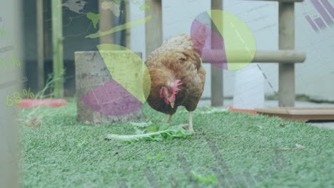 animated illustration showing brown hen standing on green turf pecking leafy green near feeder tray