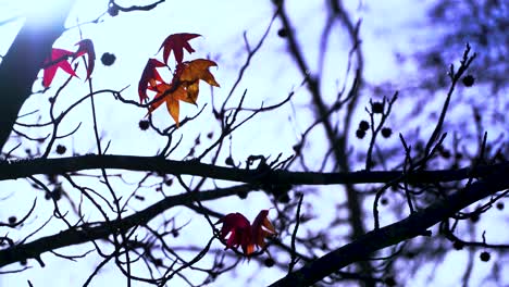 A-Medida-Que-Se-Acerca-El-Otoño,-Las-Ramas-Del-árbol-Se-Adornan-Con-Un-Vibrante-Tapiz-De-Hojas.