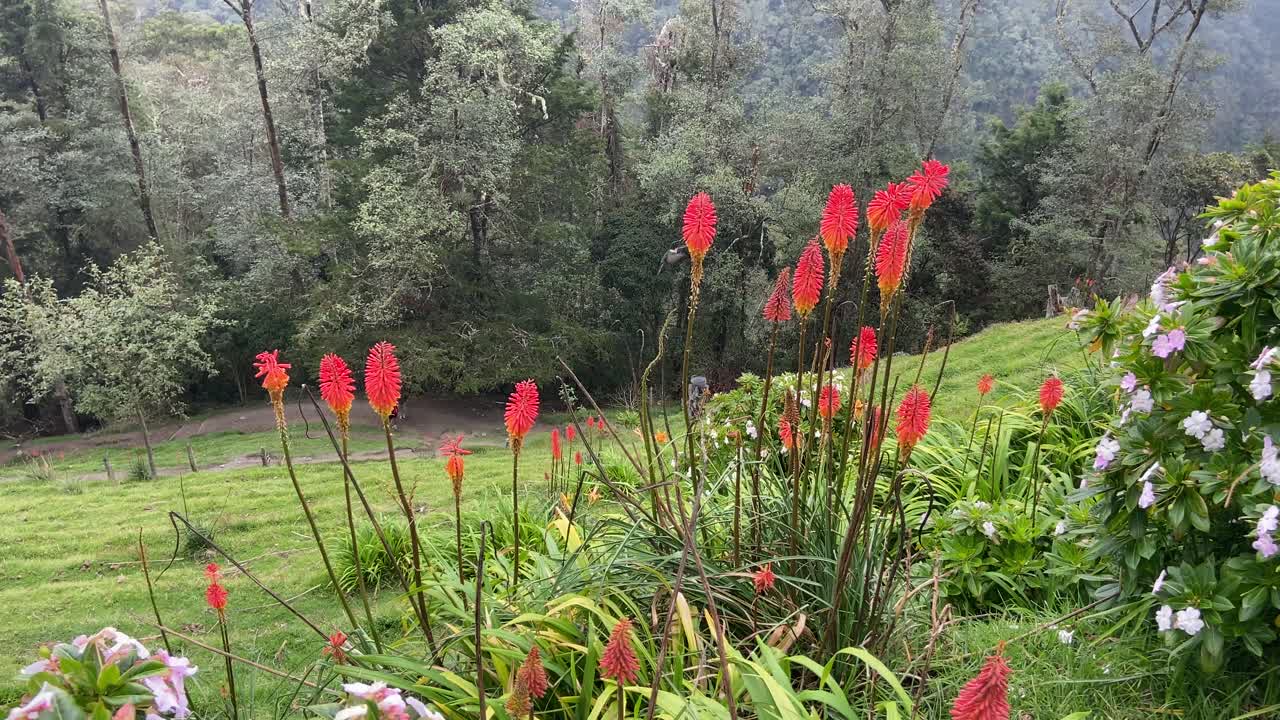 increíble colibrí chupando néctar de flores exóticas en la selva colombiana