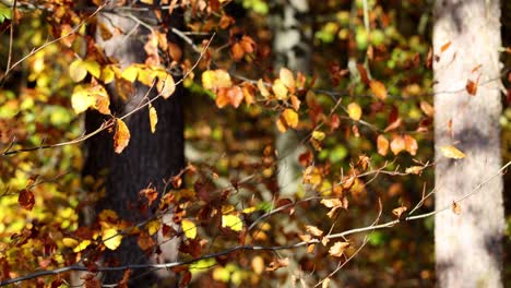 Close-up-view-of-sunlight-shine-through-foliage-in-trees-woods