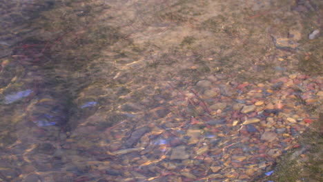 ripples and reflections on the surface of a shallow creek that is flowing over small rocks