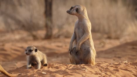 meerkat babies burrow into the red sand while their mother looks around cautiously, closeup.