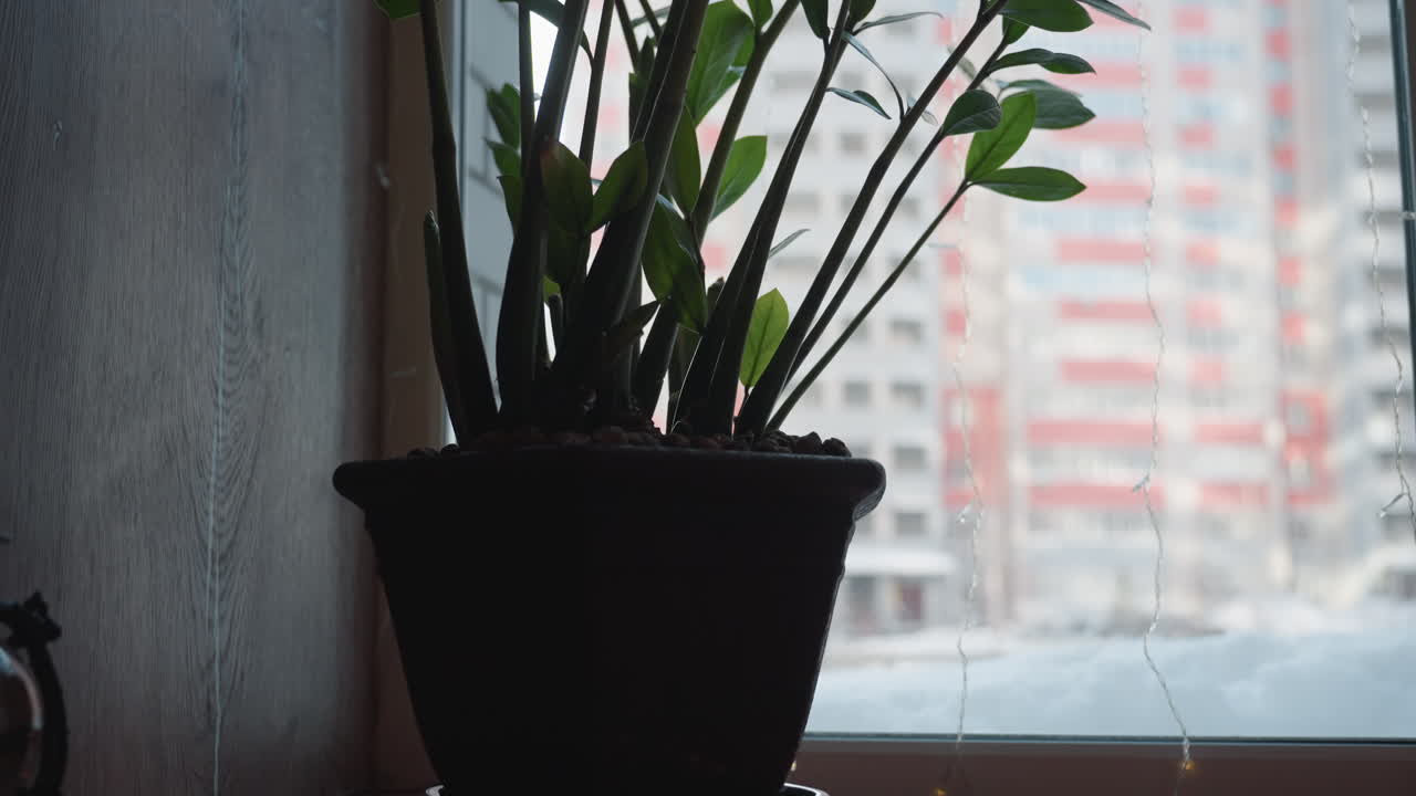 close up potted green plant by window with blurred residential building outside background showing contrast between natural indoor greenery and urban environment