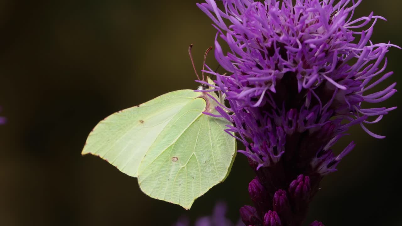 macro primer plano de mariposa limón alimentándose de una vibrante flor de cepillo de biberón púrpura con fondo natural oscuro desenfocado meciéndose suavemente en el viento