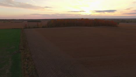 Aerial-view-of-open-corn-fields-with-golden-brown-tones-as-drone-moves-toward-a-stand-of-tall-trees-covered-in-leaves-with-full-color-of-Fall