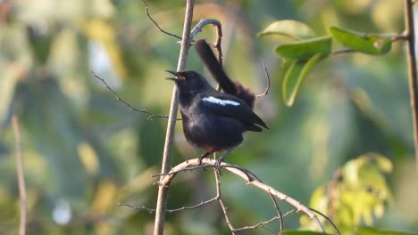 indian black robin bird in tree .